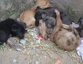 Doação de filhote de cachorro fêmea com pelo curto e de porte médio em São Paulo/SP - 27/06/2017 - 26543