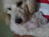 Doação de filhote de cachorro macho com pelo curto e de porte pequeno em Rio De Janeiro/RJ - 01/07/2017 - 26575
