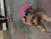 Doação de cachorro adulto fêmea com pelo longo e de porte pequeno em Rio De Janeiro/RJ - 02/07/2017 - 26584