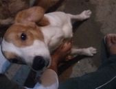 Doação de filhote de cachorro macho com pelo curto e de porte médio em São Paulo/SP - 07/07/2017 - 26607