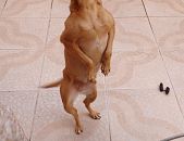 Doação de cachorro adulto fêmea com pelo curto e de porte médio em São Bernardo Do Campo/SP - 10/07/2017 - 26621