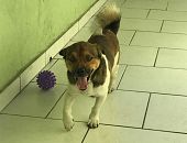 Doação de filhote de cachorro macho com pelo curto e de porte pequeno em São Paulo/SP - 16/07/2017 - 26653