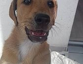 Doação de filhote de cachorro fêmea com pelo curto e de porte pequeno em São Paulo/SP - 17/07/2017 - 26661
