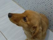 Doação de cachorro adulto macho com pelo longo e de porte pequeno em São Paulo/SP - 21/07/2017 - 26675