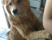 Doação de filhote de cachorro macho com pelo longo e de porte grande em Porto Alegre/RS - 01/08/2017 - 26727