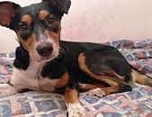 Doação de cachorro adulto fêmea com pelo curto e de porte médio em São Caetano Do Sul/SP - 02/08/2017 - 26733
