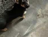 Doação de filhote de cachorro macho com pelo curto e de porte pequeno em Carapicuíba/SP - 03/08/2017 - 26740
