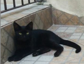 Doação de filhote de gato macho com pelo curto e de porte pequeno em Caieiras/SP - 04/08/2017 - 26741