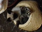 Doação de filhote de gato macho com pelo curto e de porte pequeno em Guarulhos/SP - 04/08/2017 - 26744
