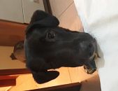 Doação de filhote de cachorro macho com pelo curto e de porte pequeno em São Bernardo Do Campo/SP - 15/08/2017 - 26795