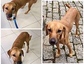 Doação de cachorro adulto macho com pelo curto e de porte médio em São Paulo/SP - 18/08/2017 - 26806