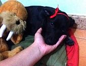 Doação de filhote de cachorro fêmea com pelo curto e de porte médio em São Pedro Da Aldeia/RJ - 18/08/2017 - 26807