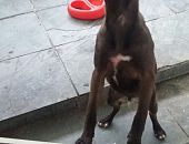 Doação de filhote de cachorro macho com pelo curto e de porte médio em Rio De Janeiro/RJ - 19/08/2017 - 26810