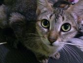 Doação de gato adulto fêmea com pelo curto e de porte pequeno em Barueri/SP - 20/08/2017 - 26813