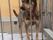 Doação de cachorro adulto fêmea com pelo curto e de porte grande em São Paulo/SP - 21/08/2017 - 26818