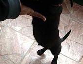 Doação de filhote de cachorro macho com pelo curto e de porte pequeno em Guarulhos/SP - 23/08/2017 - 26833