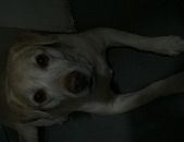 Doação de cachorro adulto fêmea com pelo longo e de porte médio em São Paulo/SP - 26/08/2017 - 26845