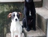 Doação de filhote de cachorro fêmea com pelo curto e de porte médio em São Paulo/SP - 28/08/2017 - 26853