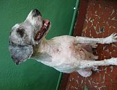 Doação de cachorro adulto macho com pelo longo e de porte médio em São Paulo/SP - 29/08/2017 - 26865