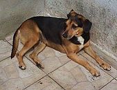 Doação de cachorro adulto fêmea com pelo curto e de porte médio em Taboão Da Serra/SP - 01/09/2017 - 26884