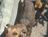 Doação de cachorro adulto fêmea com pelo curto e de porte médio em Taboão Da Serra/SP - 01/09/2017 - 26886