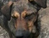 Doação de cachorro adulto fêmea com pelo curto e de porte médio em Taboão Da Serra/SP - 01/09/2017 - 26887