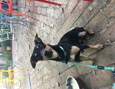 Doação de cachorro adulto macho com pelo curto e de porte pequeno em Santana De Parnaíba/SP - 01/09/2017 - 26888