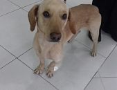 Doação de filhote de cachorro macho com pelo curto e de porte pequeno em São Paulo/SP - 04/09/2017 - 26895