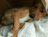 Doação de filhote de cachorro macho com pelo curto e de porte pequeno em Itapevi/SP - 04/09/2017 - 26898