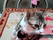 Doação de gato adulto fêmea com pelo curto e de porte médio em São Paulo/SP - 06/09/2017 - 26903