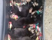Doação de cachorro adulto fêmea com pelo curto e de porte médio em Vargem Grande Paulista/SP - 13/09/2017 - 26961