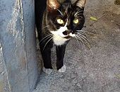 Doação de gato adulto fêmea com pelo curto e de porte pequeno em São Paulo/SP - 15/09/2017 - 26972