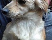 Doação de cachorro adulto fêmea com pelo curto e de porte pequeno em Taboão Da Serra/SP - 19/09/2017 - 26996
