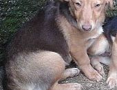 Doação de filhote de cachorro fêmea com pelo curto e de porte pequeno em Taboão Da Serra/SP - 19/09/2017 - 26997