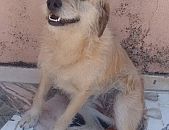 Doação de cachorro adulto fêmea com pelo longo e de porte pequeno em Taboão Da Serra/SP - 22/09/2017 - 27029