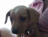 Doação de filhote de cachorro fêmea com pelo curto e de porte pequeno em Belo Horizonte/MG - 27/09/2017 - 27050