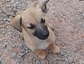 Doação de filhote de cachorro macho com pelo curto e de porte pequeno em Taboão Da Serra/SP - 30/09/2017 - 27063