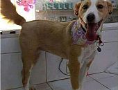 Doação de cachorro adulto fêmea com pelo curto e de porte médio em Santo André/SP - 04/10/2017 - 27083