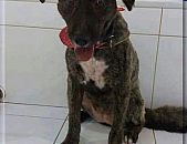 Doação de cachorro adulto fêmea com pelo curto e de porte médio em Santo André/SP - 04/10/2017 - 27084