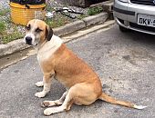 Doação de cachorro adulto macho com pelo curto e de porte grande em Santos/SP - 14/10/2017 - 27184