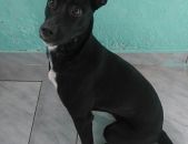 Doação de cachorro adulto fêmea com pelo longo e de porte médio em Belo Horizonte/MG - 30/10/2017 - 27325
