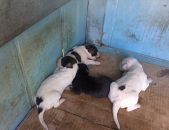 Doação de filhote de cachorro macho com pelo curto e de porte médio em Belo Horizonte/MG - 21/11/2017 - 27511