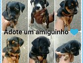Doação de filhote de cachorro macho com pelo curto e de porte pequeno em Belo Horizonte/MG - 28/11/2017 - 27605
