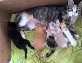 Doação de filhote de gato fêmea com pelo longo e de porte pequeno em Aparecida De Goiânia/GO - 06/12/2017 - 27718