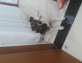 Doação de filhote de cachorro fêmea com pelo longo e de porte pequeno em Belo Horizonte/MG - 08/12/2017 - 27738