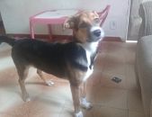 Doação de filhote de cachorro fêmea com pelo curto e de porte pequeno em Rio De Janeiro/RJ - 10/12/2017 - 27755