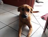 Doação de cachorro adulto fêmea com pelo curto e de porte pequeno em São José/SC - 02/01/2018 - 27927