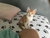 Doação de filhote de gato fêmea com pelo longo e de porte pequeno em Goiânia/GO - 04/01/2018 - 27956