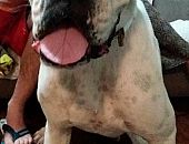 Doação de cachorro adulto macho com pelo curto e de porte grande em Belo Horizonte/MG - 11/01/2018 - 28044