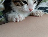 Doação de filhote de gato fêmea com pelo curto e de porte pequeno em Guarulhos/SP - 12/01/2018 - 28053